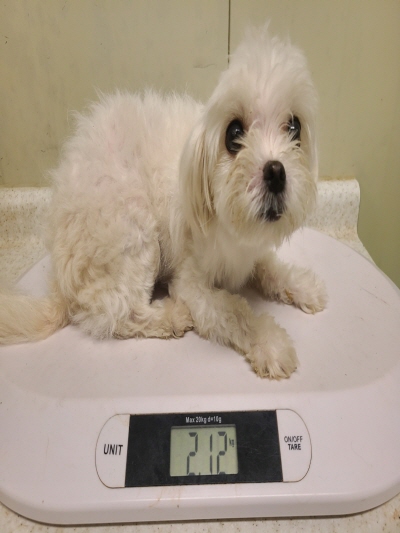 (사)동부동물보호협회_426330202400357